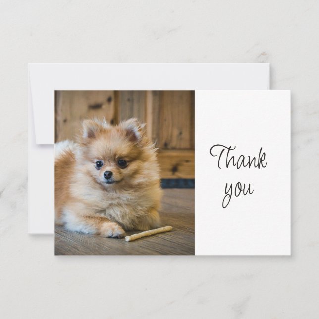 Cartão De Agradecimento Fun Cute Pomeranian Chihuahua Dog Thank You (Frente)