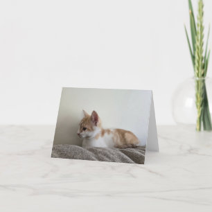Cartão De Agradecimento Gatinho laranja
