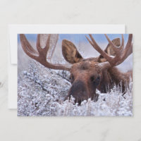 Gelo e neve | Grand Teton National Park, Wyoming