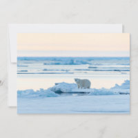 Gelo e neve | Polar Bear Iceberg Noruega