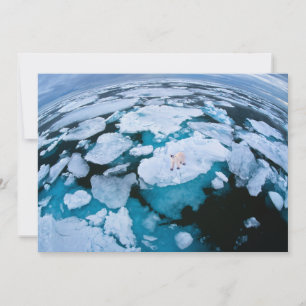 Cartão De Agradecimento Gelo e neve Urso Polar, Oceano Ártico, Svalbard