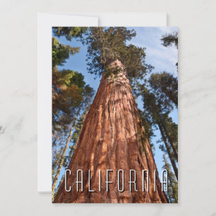 Cartão De Agradecimento Giant Sequoia Ascende