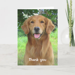 Cartão De Agradecimento Golden Retriever Beauty Thank you Greeting Card