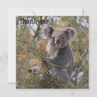 Grevillea Koala Bear