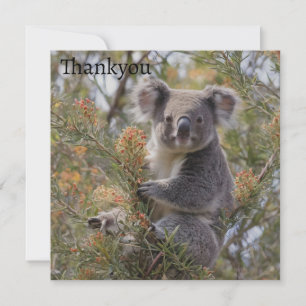 Cartão De Agradecimento Grevillea Koala Bear