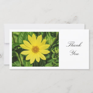 Cartão De Agradecimento Helianthus "Lemon Queen" Girassol - Obrigado