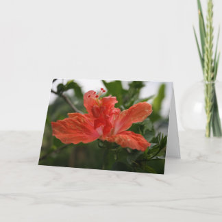 Cartão De Agradecimento Hibiscus
