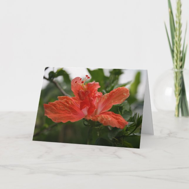 Cartão De Agradecimento Hibiscus (Frente)