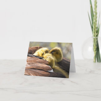 Cartão De Agradecimento "Hora do Nap" (Canada Geese #2) - Placa de Nota de