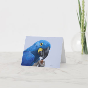 Cartão De Agradecimento Hyacinth Macaw Encorajando JW