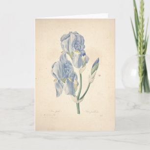 Cartão De Agradecimento Irises Iris Pallida by Redoute Sympathy Card