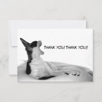 Kitsa Diva: Rainha de seu domo