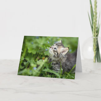 Cartão De Agradecimento Kitten