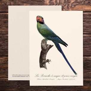 Cartão De Agradecimento La Perruche a nuque et joues rouges