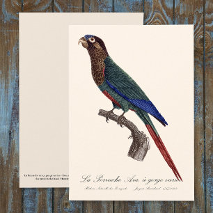 Cartão De Agradecimento La Perruche Ara, uma variante de desfiladeiro