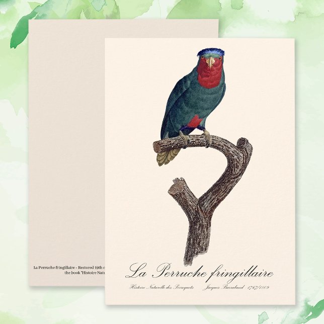 Cartão De Agradecimento La Perruche fringillaire (Blue-Crowned Lorikeet, Vini Australis. Thank You Card)