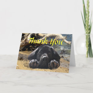 Cartão De Agradecimento Labrador Retriever Thank You Card