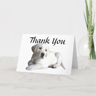 Cartão De Agradecimento Labrador Retriever Thank You Card