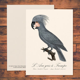 Cartão De Agradecimento L'Ara gris à Trompe / Cacatua-de-bico-comprido 