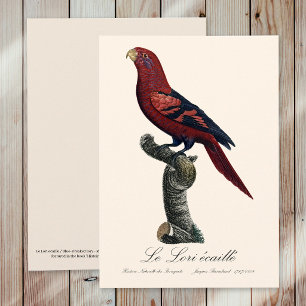 Cartão De Agradecimento Le Lori ecaille / Lória azul-listrada