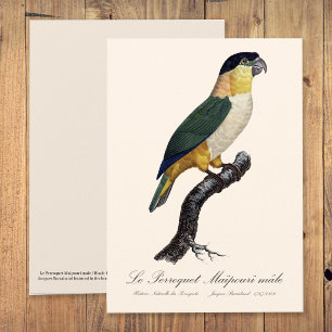 Cartão De Agradecimento Le Perroquet Maipouri / Papagaio-de-cabeça-negra