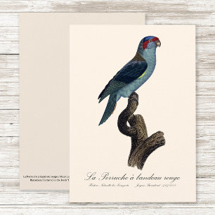 Cartão De Agradecimento Loriqueito-azul, Trichoglossus concinnus
