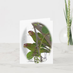 Cartão De Agradecimento Love Parrots