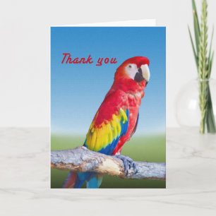 Cartão De Agradecimento Macaw Parrot Thank You Card