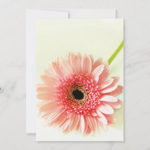 Cartão De Agradecimento Margarida Gerbera