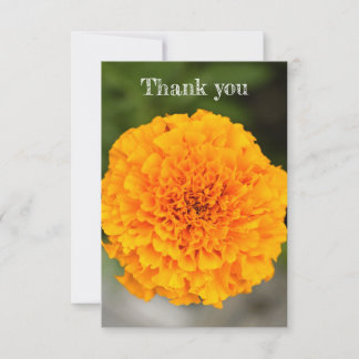 Cartão de Agradecimento Marigold Flat