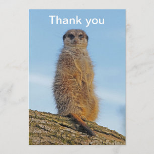 Cartão De Agradecimento Meerkat