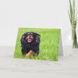 Cartão De Agradecimento Molder. Cavalier King Charles Spaniel