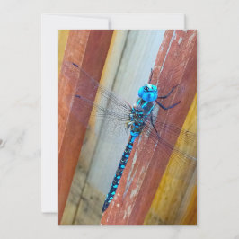 Cartão De Agradecimento Mosca do dragão 5 x 7 expressões/cartões