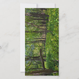 Cartão De Agradecimento na floresta em fort snelling state park