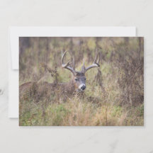 Nine Point Buck Estabelecendo Notecard Vazio