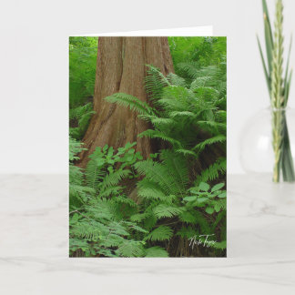 Cartão De Agradecimento Notecard Redwood & Ferns