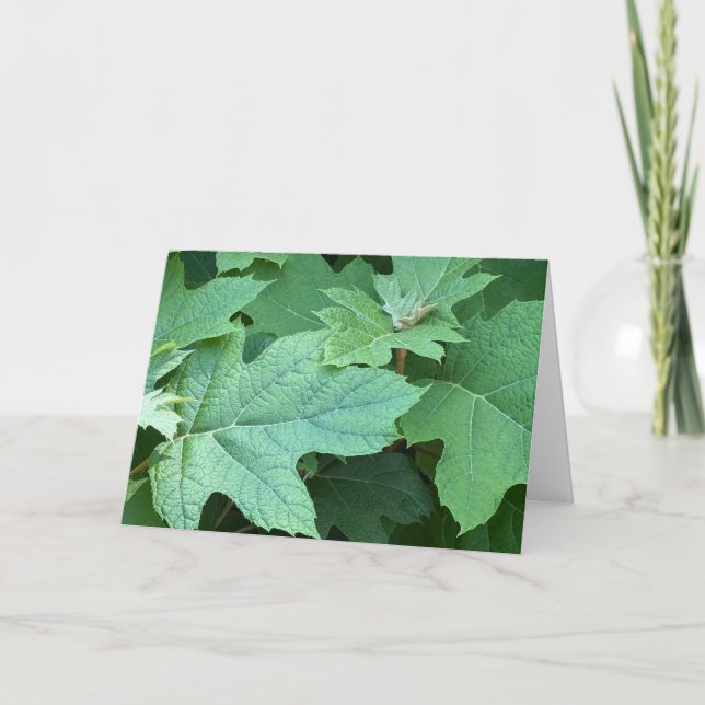 Cartão De Agradecimento Oakleaf Hydrangea Blank Note Card (Frente)