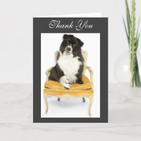 Obrigado border collie