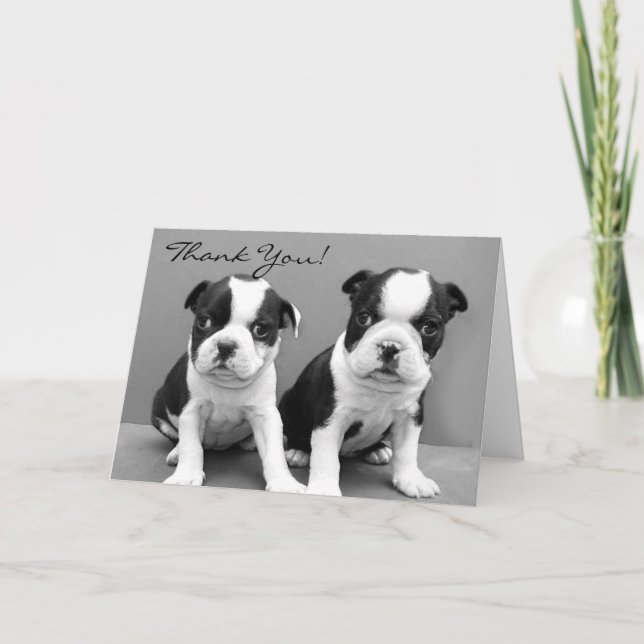 Cartão De Agradecimento Obrigado Boston terrier cachorrinhos saudando (Frente)