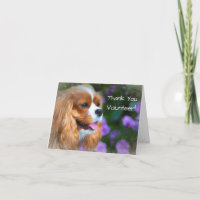 Obrigado Voluntário Cavalier King Charles Spaniel