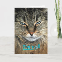 Obrigados de Gato do Maine Coon