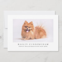 Obrigados De Pet Fotográficos Modernos E Simples E