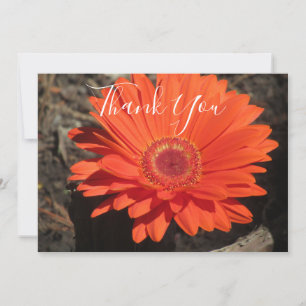 Cartão De Agradecimento Orange Daisy Floral Photo