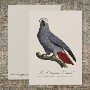 Cartão De Agradecimento Papagaio cinzento africano, Psittacus erithacus, v