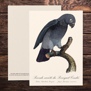 Cartão De Agradecimento Papagaio-Cinzento-de-Timneh, Psittacus Timneh