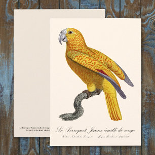 Cartão De Agradecimento Papagaio do Paraíso de Cuba, Psittacus Paradisi