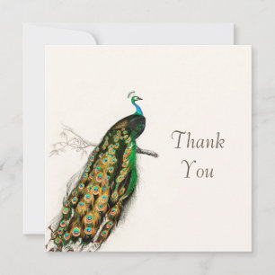 Cartão De Agradecimento Peacock Obrigado Vintage Art Illustration Card
