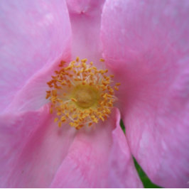 Cartão De Agradecimento Placa de dia de as mães