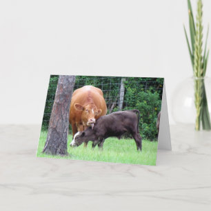 Cartão De Agradecimento Placa de Dia de as mães de Recolha de Vaca