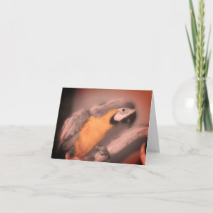 Cartão De Agradecimento Placa de Nota a Cor Parcial Preta de Papagaio Bran